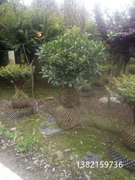桂花树葫芦造型