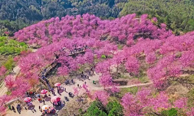 大山里盛放的粉色樱园|成都花木动态