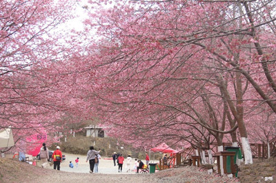大山里盛放的粉色樱园|成都花木动态